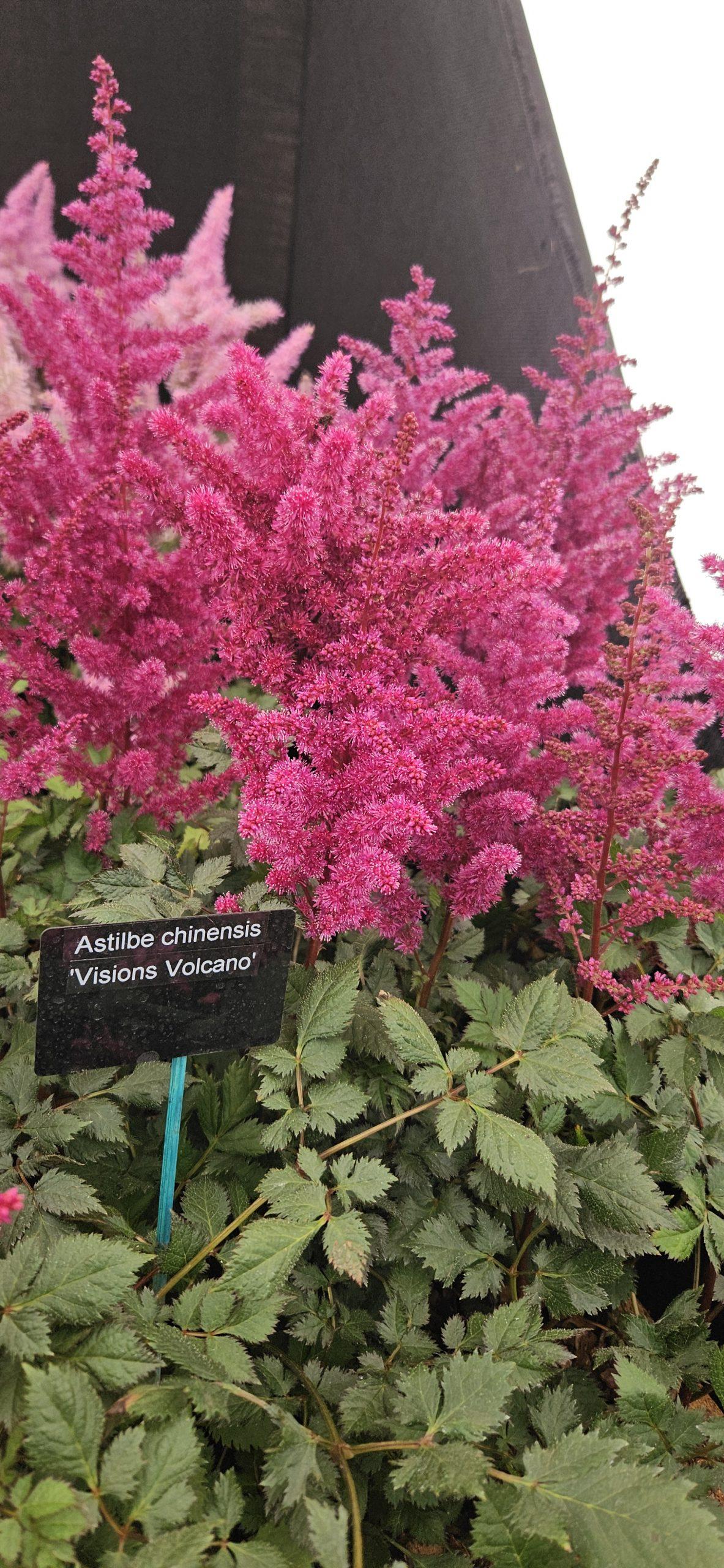 G5369 Astilbe Chinensis 27visions Volcano 27 13 2f9721e5 3576 4c4a Bb08 52ac46bb7cb4 from www redcrocus com
