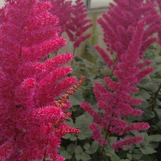 G5369 Astilbe Chinensis 27visions Volcano 27 14 57e0d511 48b6 40ea A906 78b0eba32ea1 from www redcrocus com