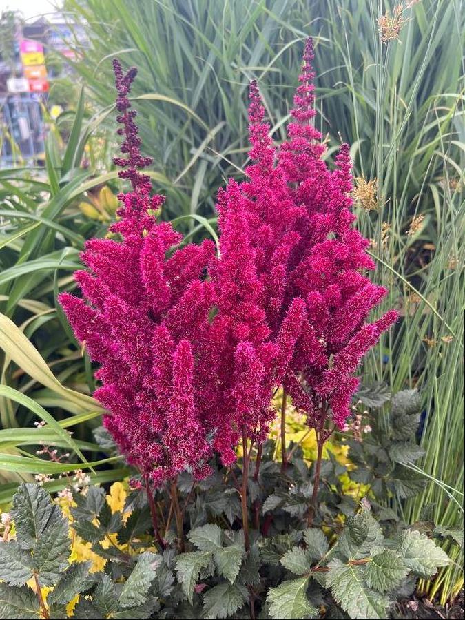 G5369 Astilbe Chinensis 27visions Volcano 27 16 445945f9 32cd 44f2 834d 00375d079d04 from www redcrocus com