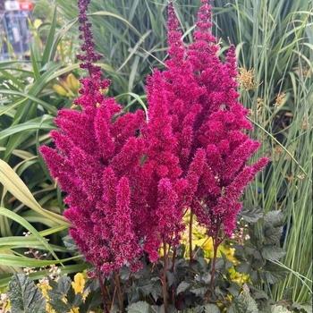 G5369 Astilbe Chinensis 27visions Volcano 27 17 Cb96f30f 1d18 4412 901f E515c0da6e21 from www redcrocus com