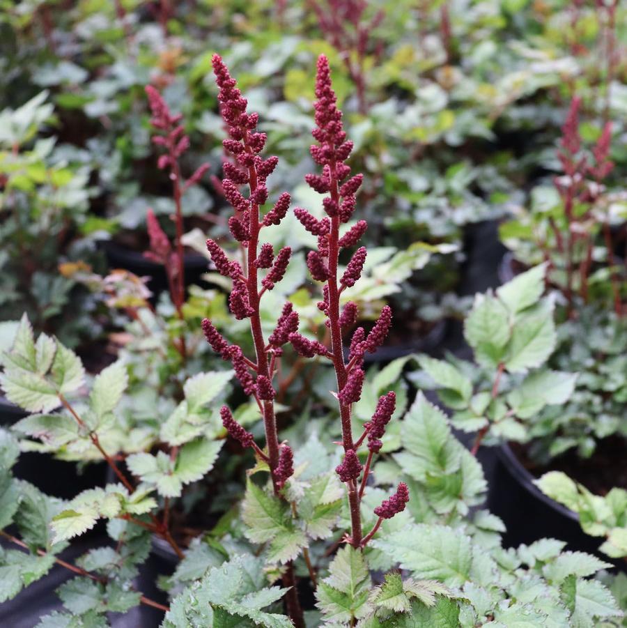 G5369 Astilbe Chinensis 27visions Volcano 27 18 6976c56e A3b5 4c30 Bad1 7de7d6863170 from www redcrocus com