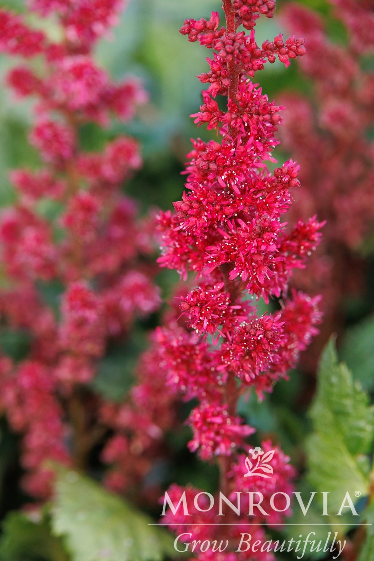 G5369 Astilbe Chinensis 27visions Volcano 27 1 0bf2f89b 646e 430e Ae09 B369a4edc920 from www redcrocus com
