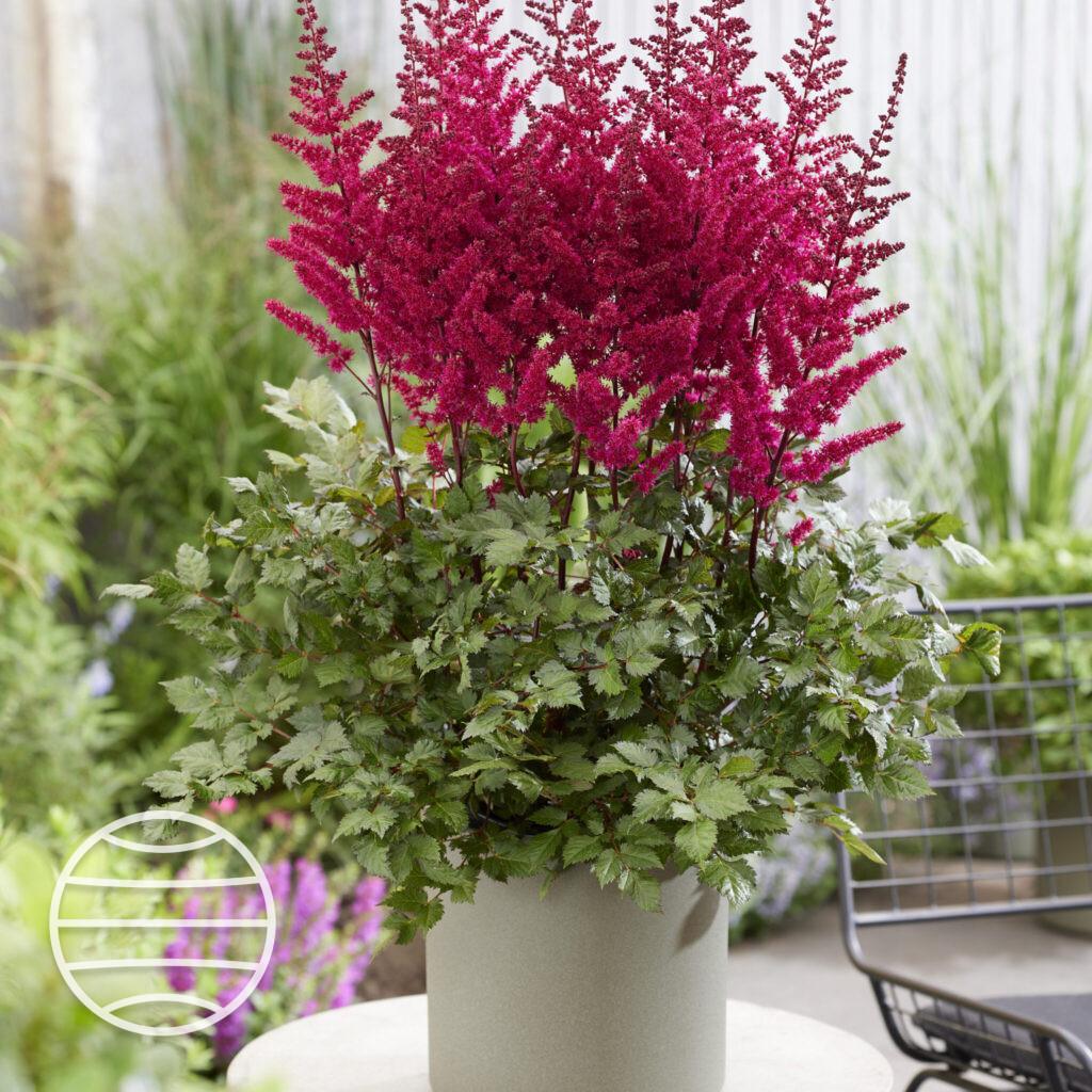 G5369 Astilbe Chinensis 'visions Volcano' - View 20 from www redcrocus com