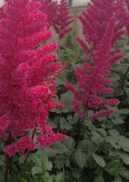 G5369 Astilbe Chinensis 'visions Volcano' - View 21 from www redcrocus com