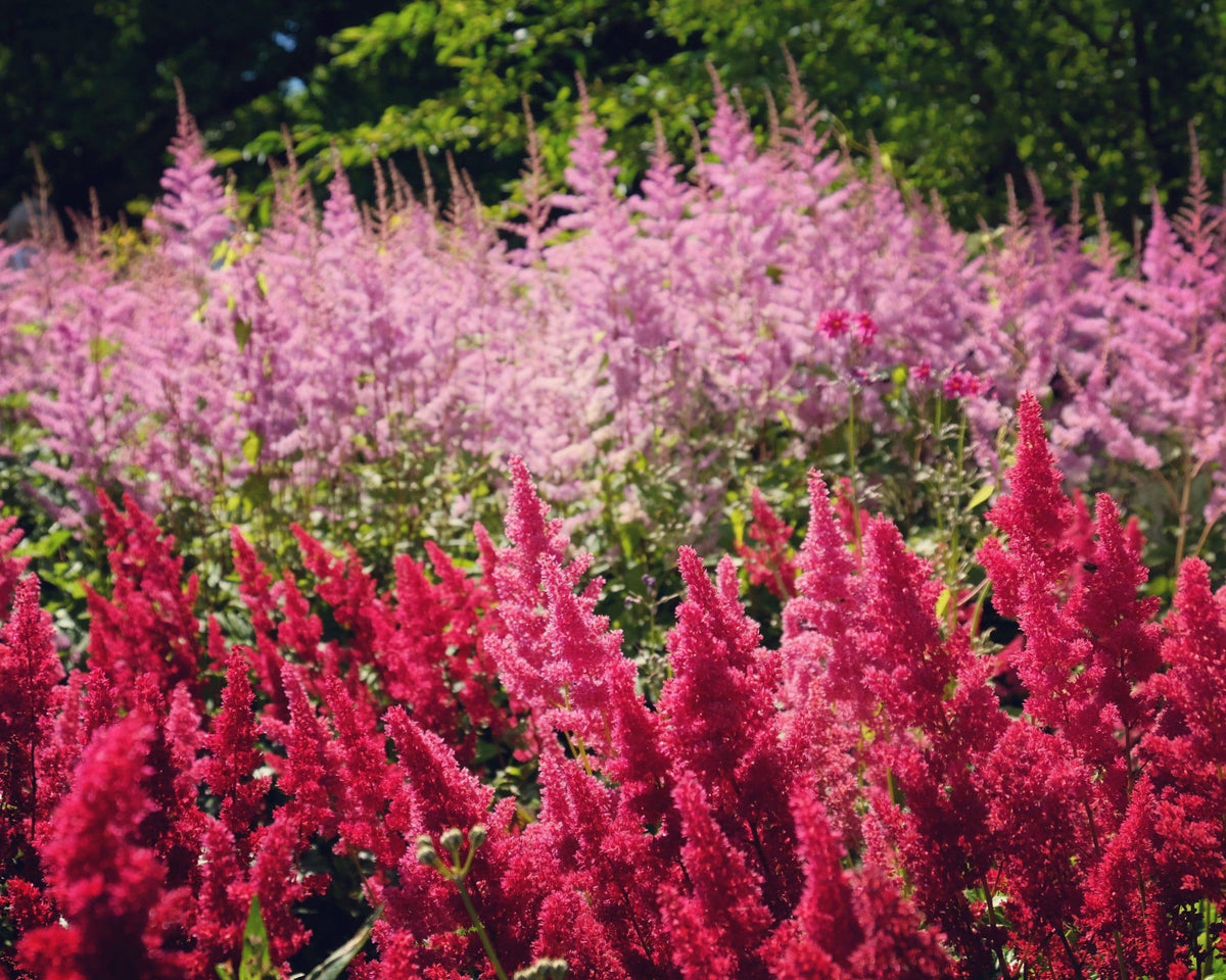 G5369 Astilbe Chinensis 27visions Volcano 27 22 F12f29da D1fd 4ad7 A48a Bff835c1cd32 from www redcrocus com