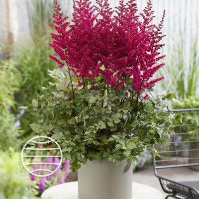 G5369 Astilbe Chinensis 27visions Volcano 27 25 749c9381 2cfa 4f68 A245 96c73bb7c8dd from www redcrocus com