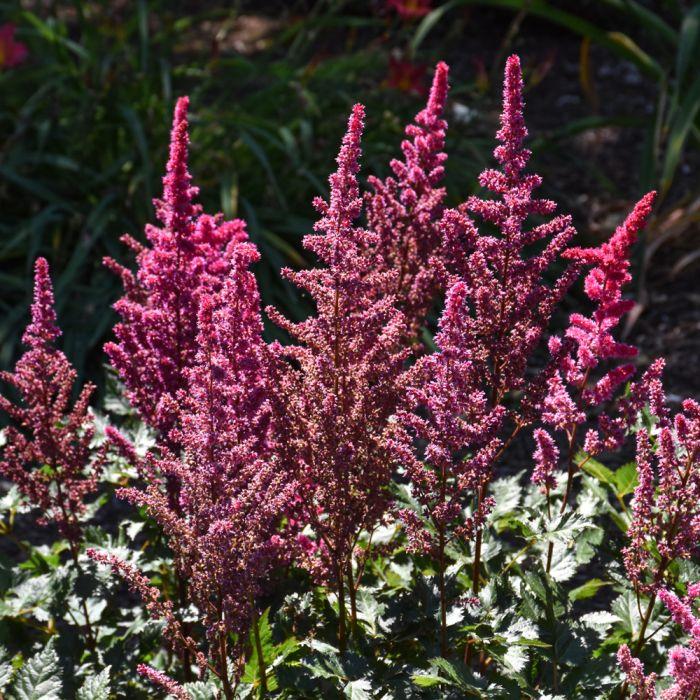 G5369 Astilbe Chinensis 'visions Volcano' - View 26 from www redcrocus com