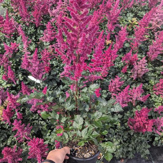 G5369 Astilbe Chinensis 27visions Volcano 27 28 E27033de 1af2 4f03 8b25 3fcd9b6369ae from www redcrocus com