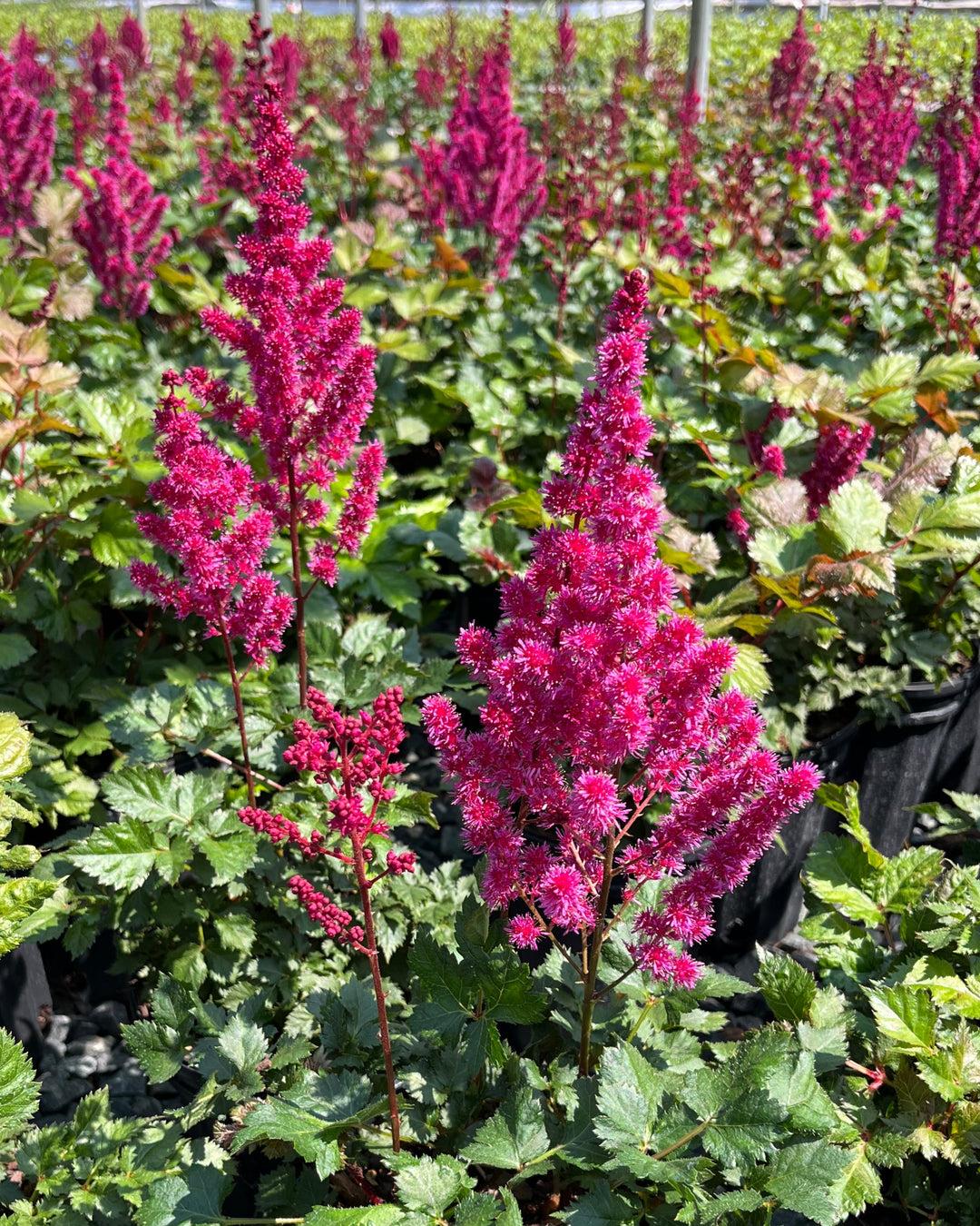 G5369 Astilbe Chinensis 'visions Volcano' - View 29 from www redcrocus com