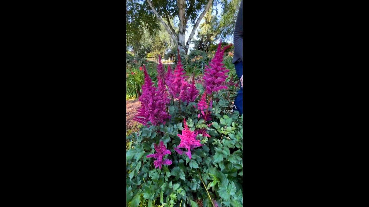 G5369 Astilbe Chinensis 27visions Volcano 27 30 C57be782 E679 454d B7f9 C9bcb6763466 from www redcrocus com