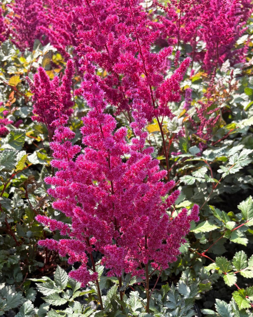 G5369 Astilbe Chinensis 27visions Volcano 27 31 E4658f34 9c45 4234 85c7 9b21d2cb55cd from www redcrocus com