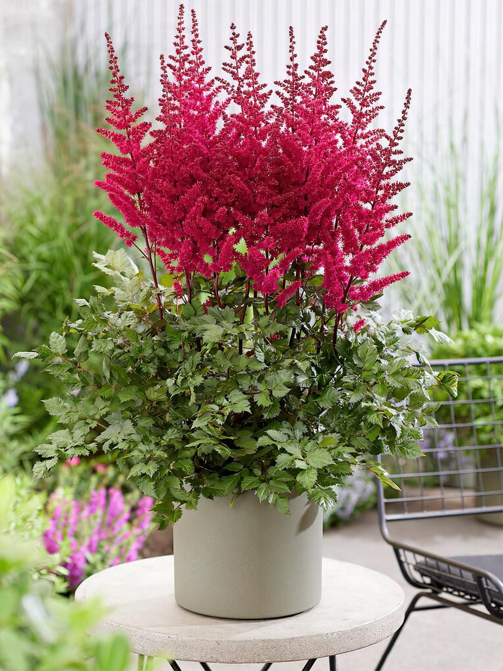 G5369 Astilbe Chinensis 27visions Volcano 27 7 A6a75ed8 D037 44fe Bd9f 7077e791ca0a from www redcrocus com