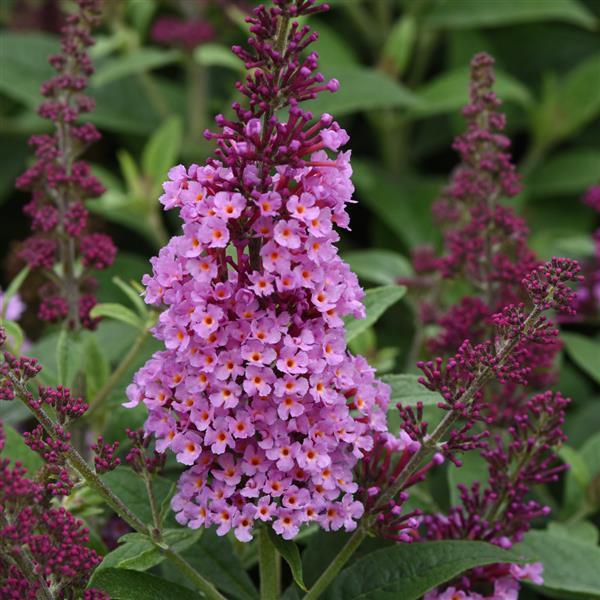 G5373 Buddleia 27chrysalis Cranberry 27 12 Fe625956 C225 4198 Ab26 2755cf332042 from www redcrocus com