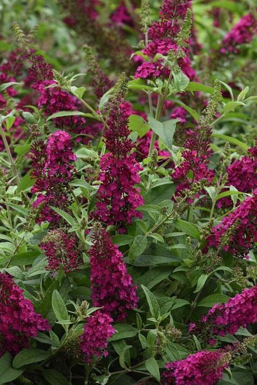 G5373 Buddleia 27chrysalis Cranberry 27 13 C12a5dc3 2cd3 4ea2 B2f2 842b094d027d from www redcrocus com