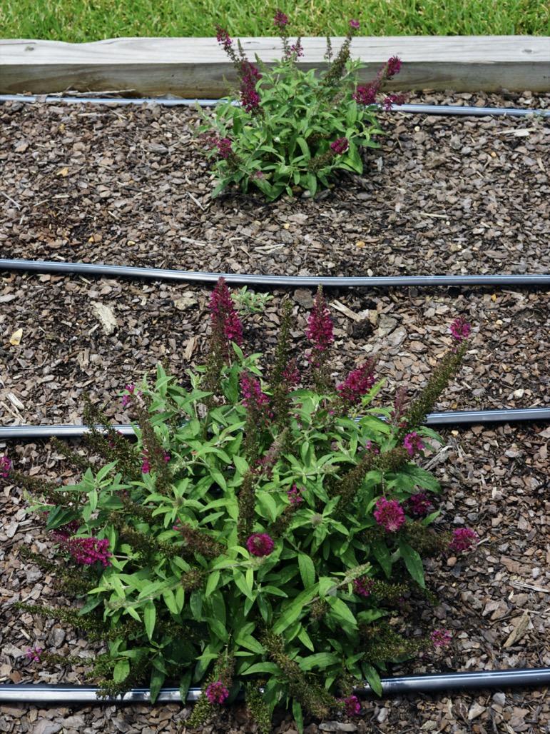 G5373 Buddleia 27chrysalis Cranberry 27 14 99b234d6 5d5c 4aca 95ae 6b8712555f3a from www redcrocus com