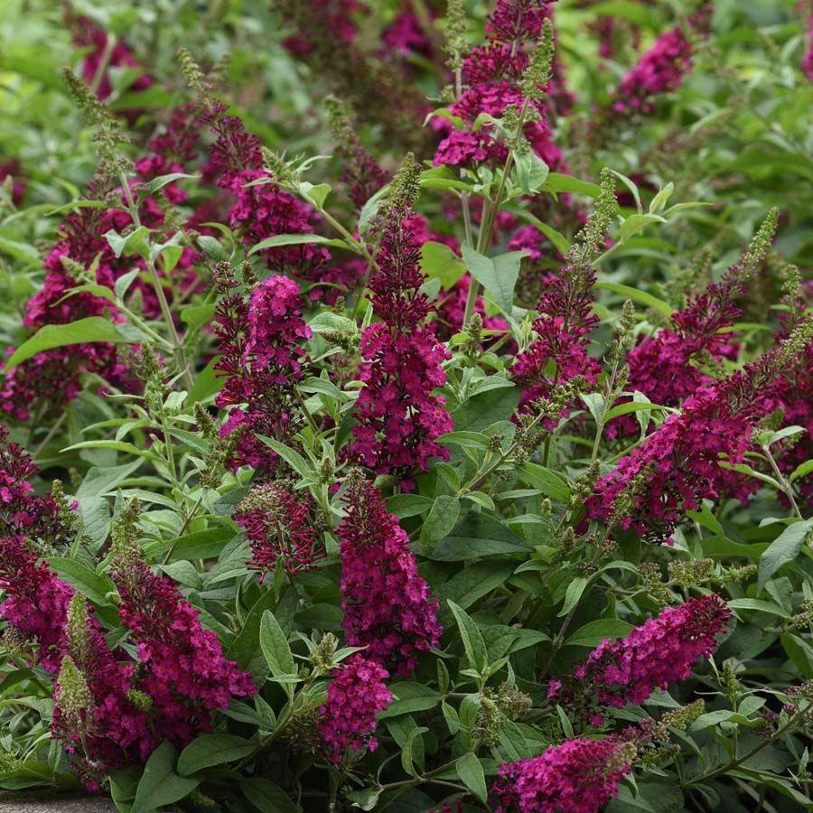 G5373 Buddleia 27chrysalis Cranberry 27 15 23027d8a B698 4eb2 B0d9 88317832f63e from www redcrocus com