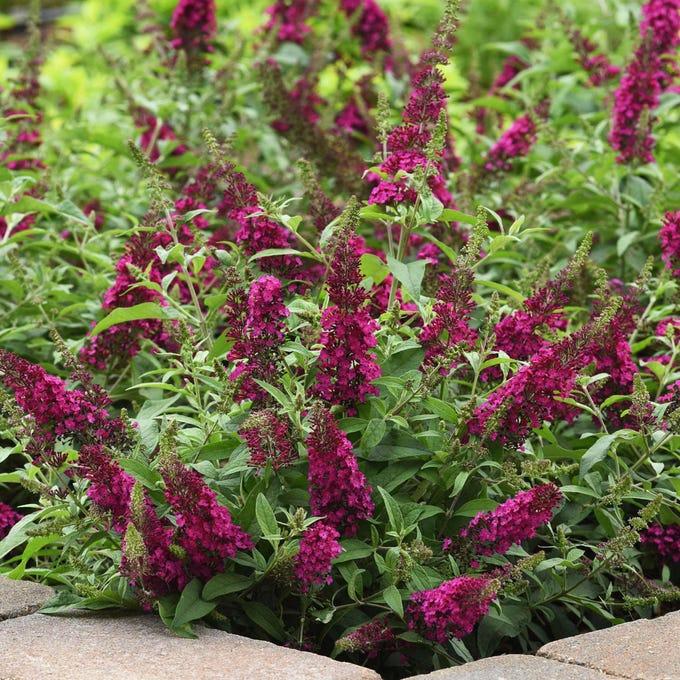 G5373 Buddleia 27chrysalis Cranberry 27 16 E409d22b 65b6 4471 833f 1054a9a3319b from www redcrocus com