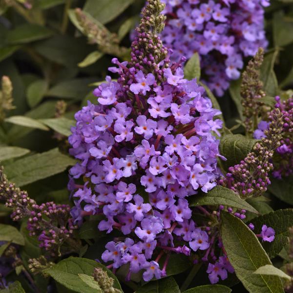 G5373 Buddleia 27chrysalis Cranberry 27 17 C86f9f6e B578 4e71 9ef0 985293819e02 from www redcrocus com