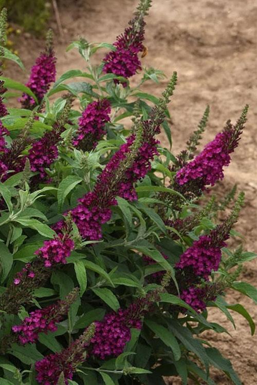G5373 Buddleia 27chrysalis Cranberry 27 1 98db6810 0abe 4d54 Aa8b 777b694ca21d from www redcrocus com