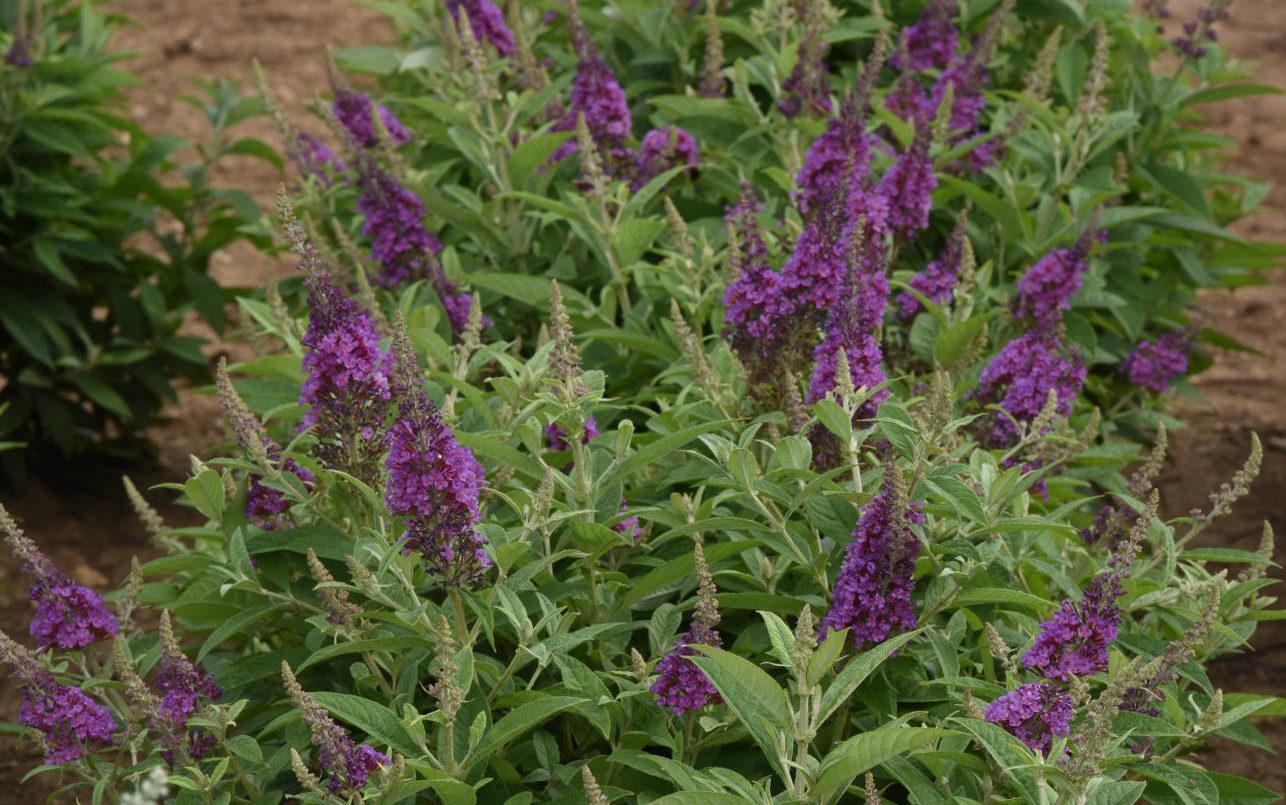 G5373 Buddleia 27chrysalis Cranberry 27 20 5d255247 6835 45cd A4f7 723a3ee7f13b from www redcrocus com