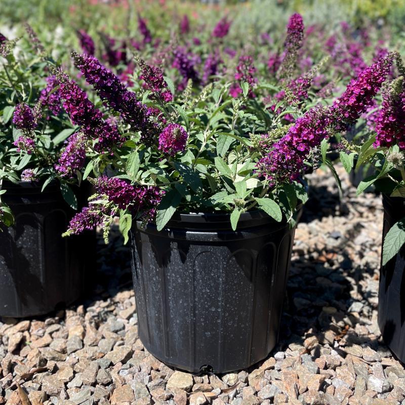 G5373 Buddleia 27chrysalis Cranberry 27 22 Cab47024 756b 4023 9520 7973323fafac from www redcrocus com