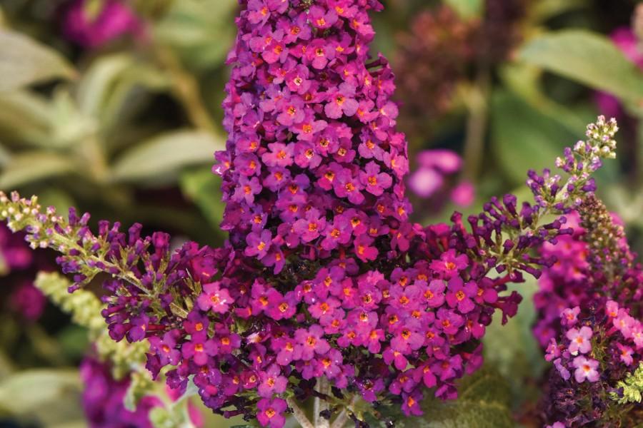 G5373 Buddleia 27chrysalis Cranberry 27 23 6d17dc95 0a85 46f3 9c5f Dcb357c34dbe from www redcrocus com