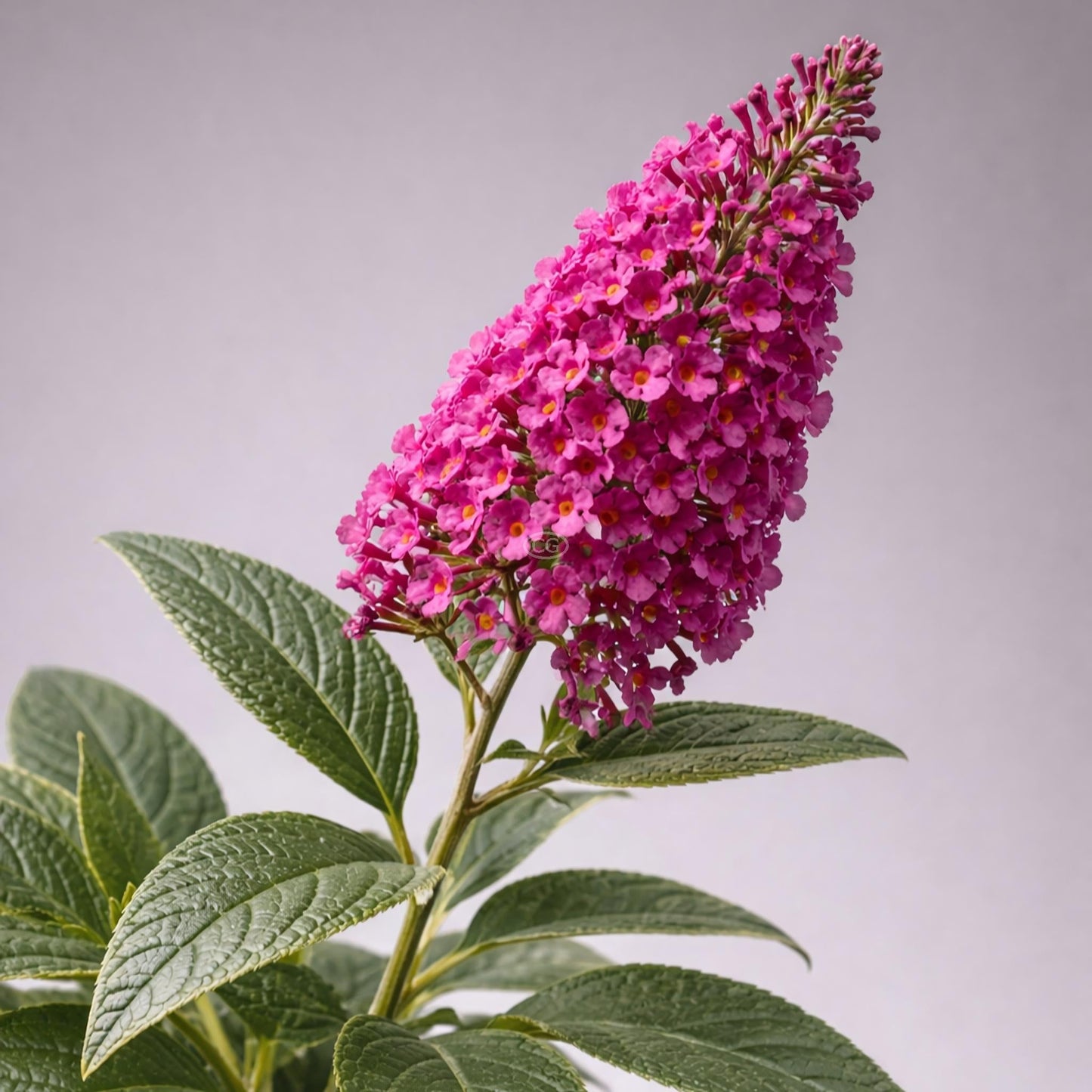 G5373 Buddleia 27chrysalis Cranberry 27 24 8e770c51 93be 4d8e Aca7 93af8ab0c066 from www redcrocus com