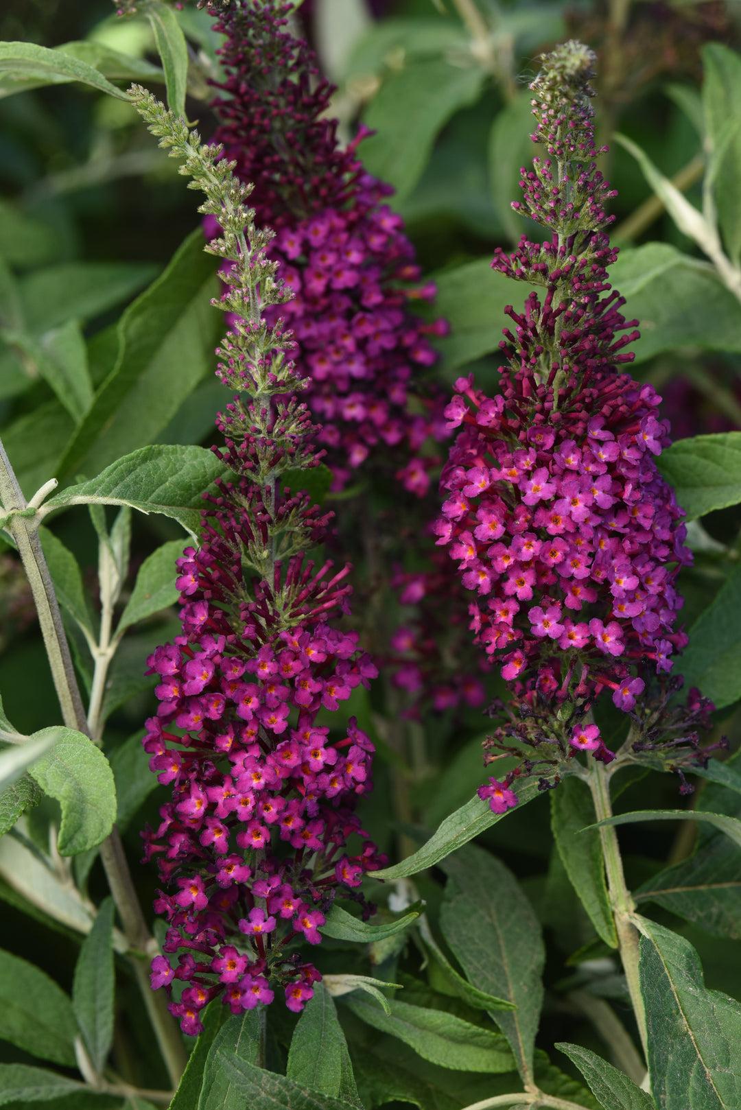 G5373 Buddleia 27chrysalis Cranberry 27 25 09d06307 415a 481d 88e0 558d670613cb from www redcrocus com