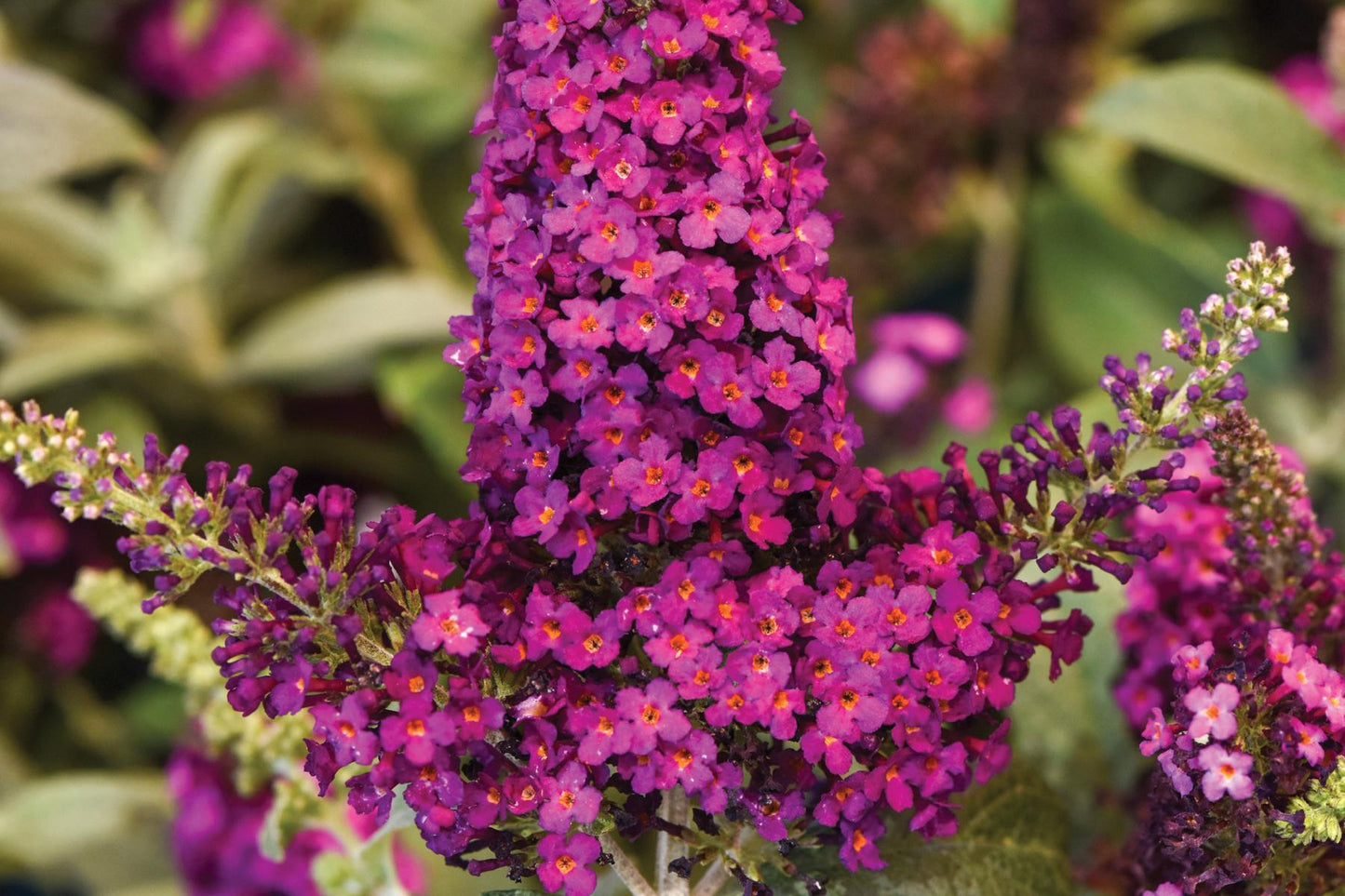 G5373 Buddleia 27chrysalis Cranberry 27 26 662d5c62 Dada 453f A4b0 C3a3cdacb407 from www redcrocus com