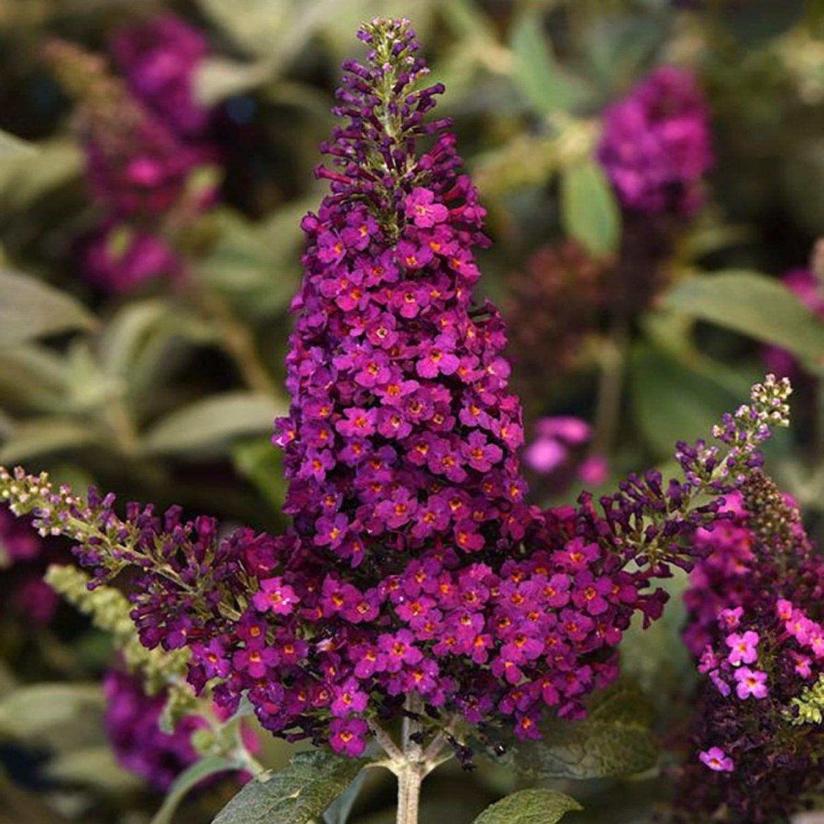 G5373 Buddleia 'chrysalis Cranberry' - View 28 from www redcrocus com