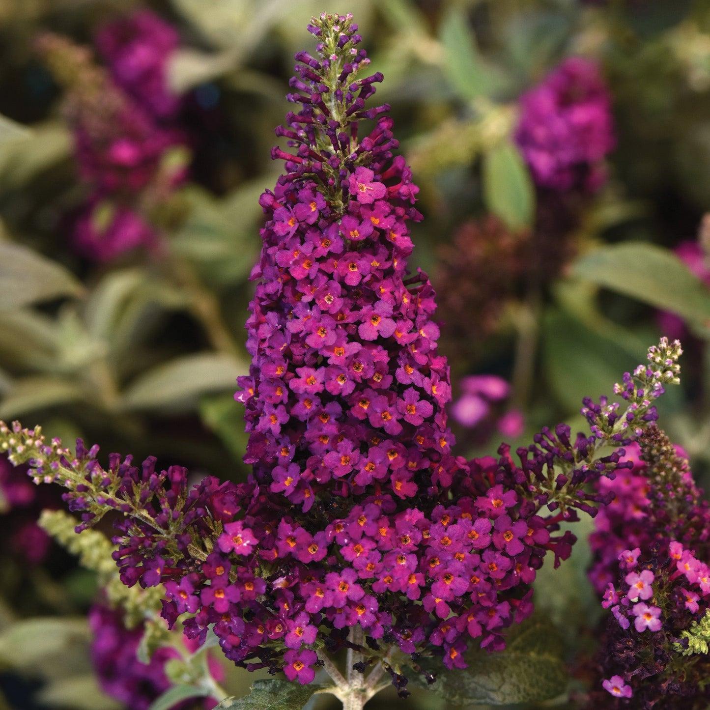 G5373 Buddleia 27chrysalis Cranberry 27 29 9e9c6cb0 9147 4bd3 89dd 6e1a32a47d09 from www redcrocus com