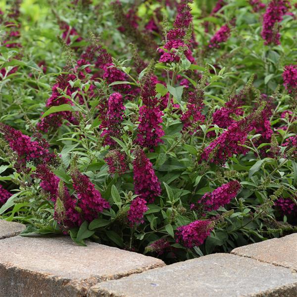 G5373 Buddleia 27chrysalis Cranberry 27 2 07c9da9f 25da 4762 B6e1 D300269e4bd5 from www redcrocus com