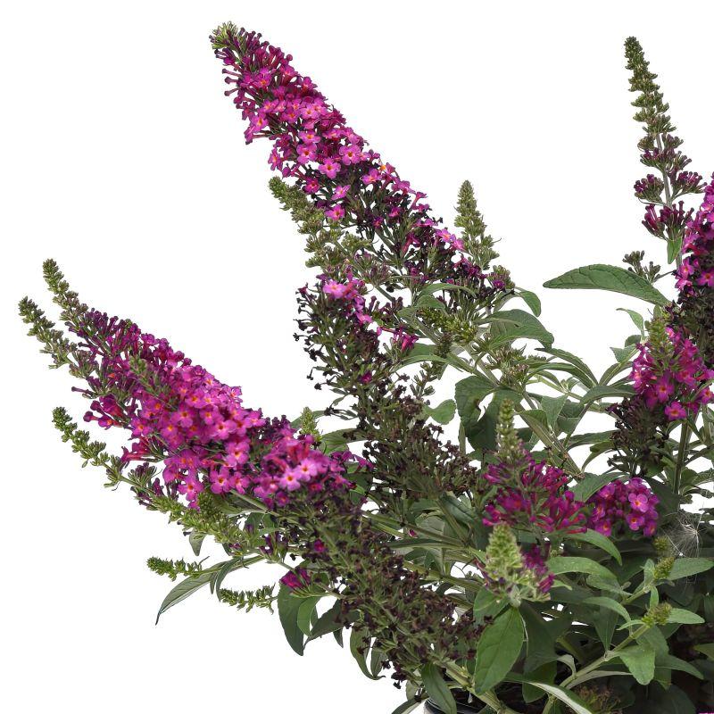 G5373 Buddleia 27chrysalis Cranberry 27 31 5ca291b0 3ba1 4720 B886 B50709c3c153 from www redcrocus com