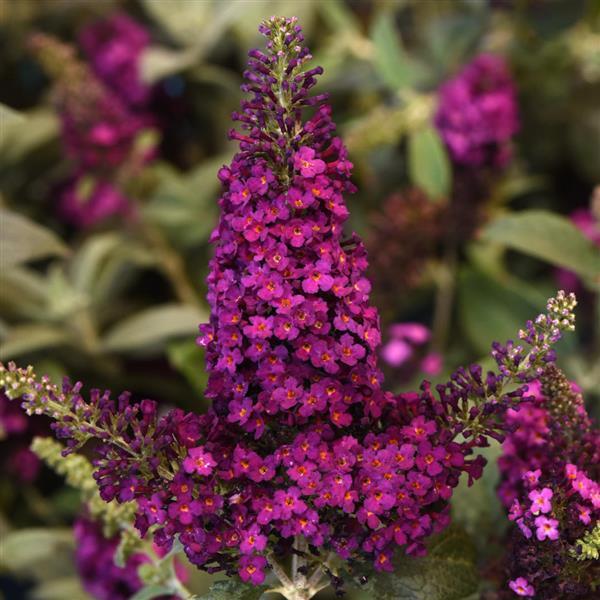 G5373 Buddleia 27chrysalis Cranberry 27 3 039e24c5 1a80 4e39 B461 Fc57c8e3753a from www redcrocus com