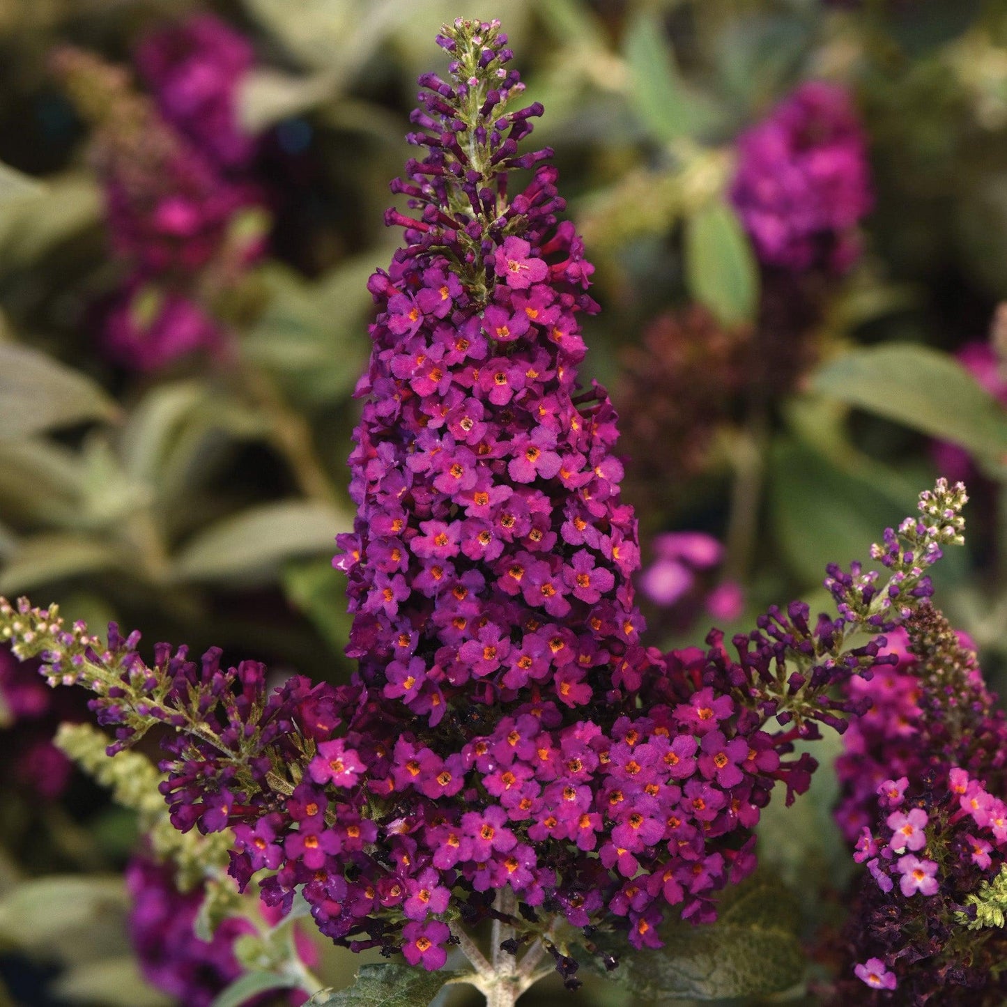 G5373 Buddleia 27chrysalis Cranberry 27 7 A4f76e0b 53b0 4b74 Baac B5bc5ccbde58 from www redcrocus com