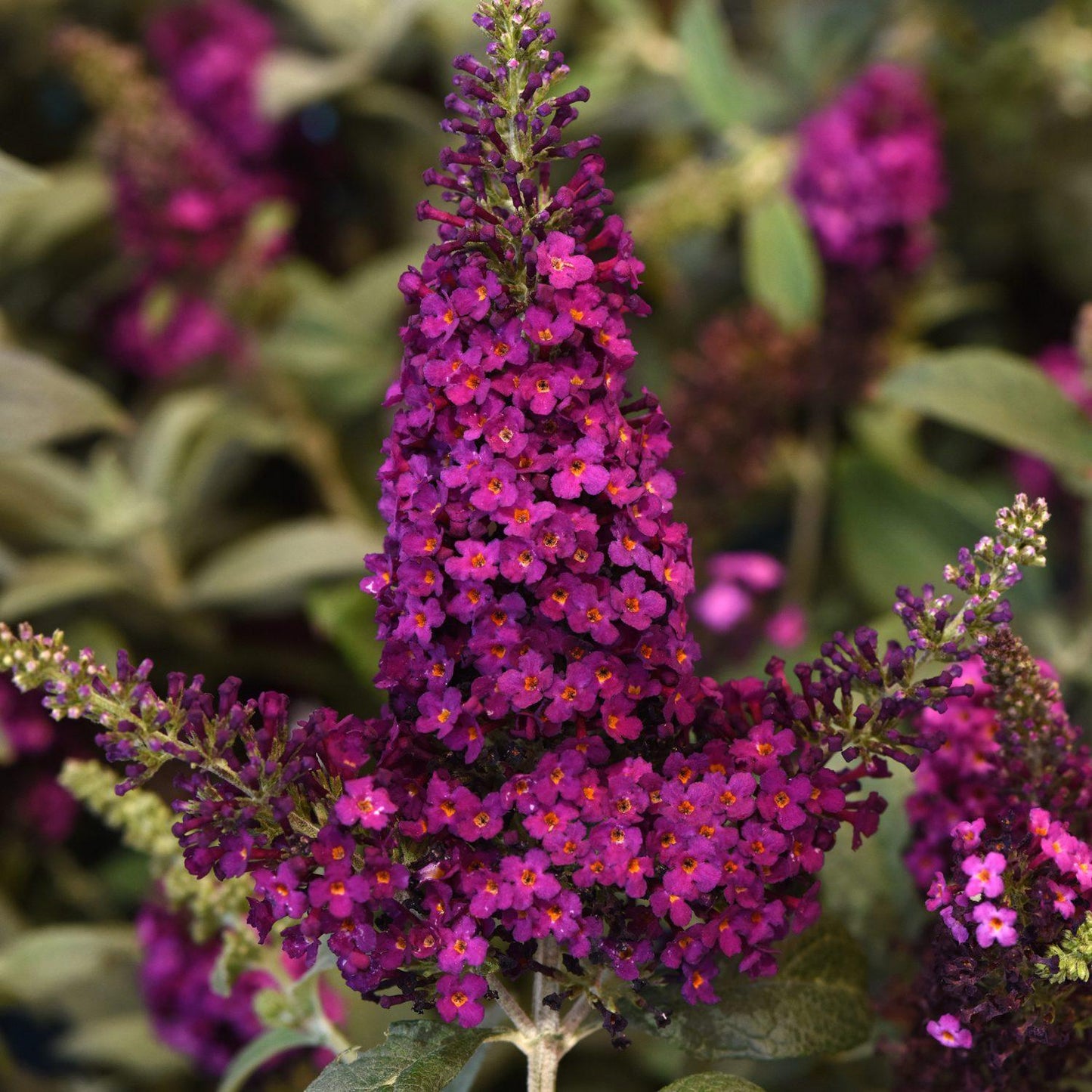G5373 Buddleia 27chrysalis Cranberry 27 8 9dc7e156 7277 4202 96b7 20bfa58021f5 from www redcrocus com