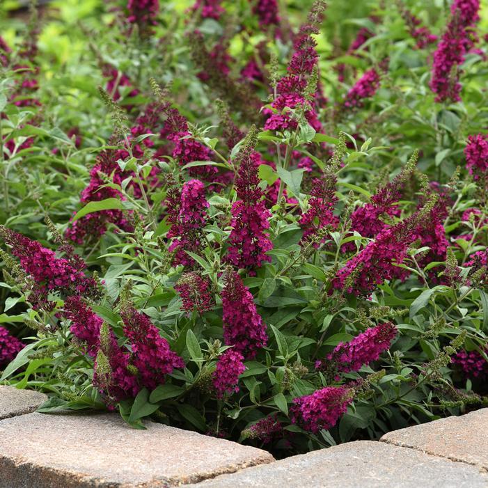 G5373 Buddleia 27chrysalis Cranberry 27 9 3c165b32 5f09 4097 Bc00 F1d5fcc3a98f from www redcrocus com