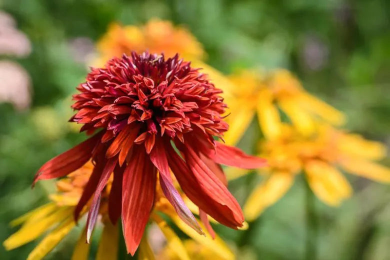 G5378 Echinacea X Pur  'hot Papaya' - View 10 from www redcrocus com