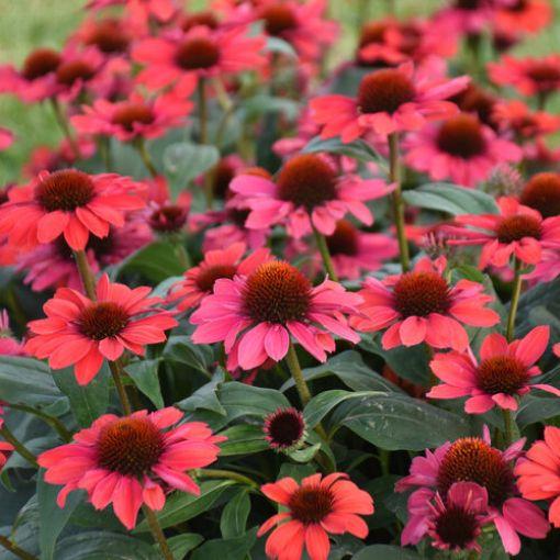 G5378 Echinacea X Pur  'hot Papaya' - View 11 from www redcrocus com