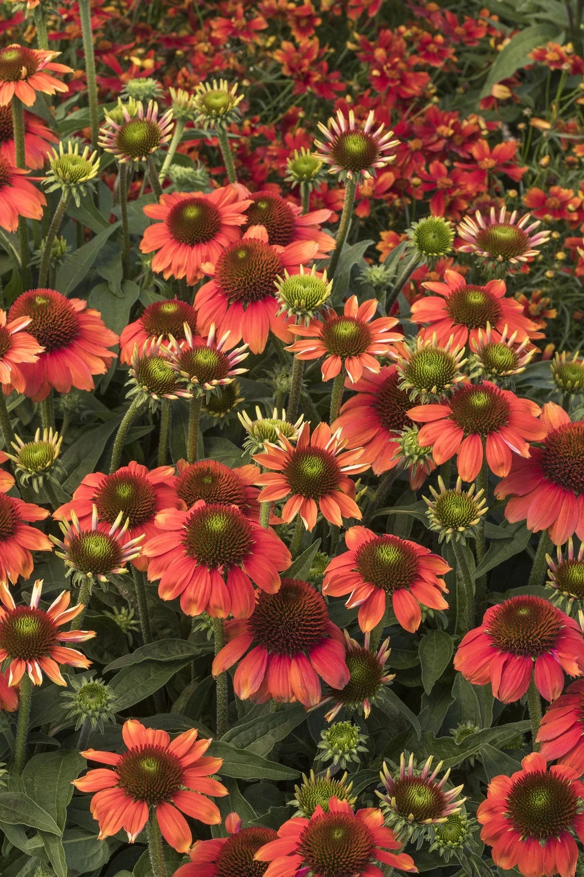 G5378 Echinacea X Pur  'hot Papaya' - View 13 from www redcrocus com