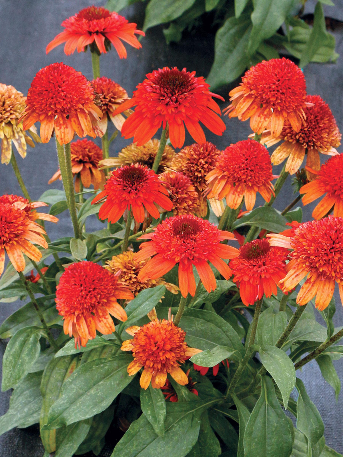 G5378 Echinacea X Pur  'hot Papaya' - View 14 from www redcrocus com
