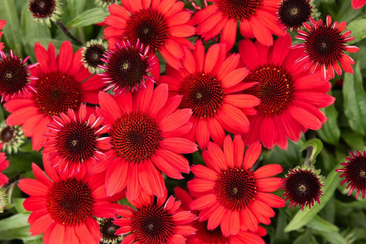 G5378 Echinacea X Pur  'hot Papaya' - View 15 from www redcrocus com