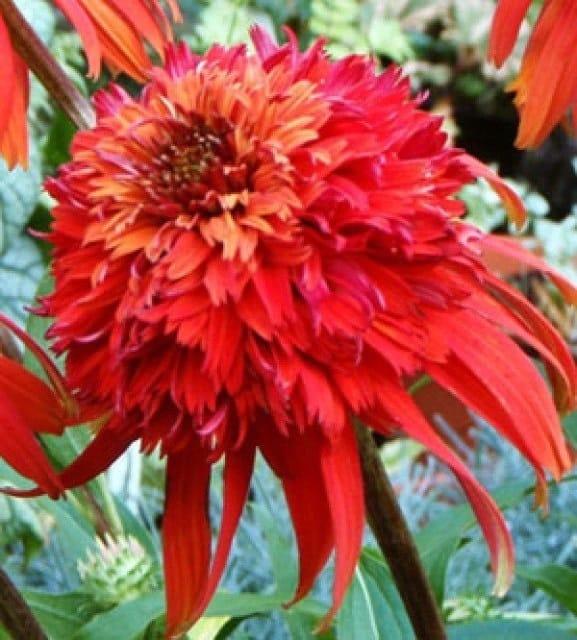 G5378 Echinacea X Pur  'hot Papaya' - View 16 from www redcrocus com