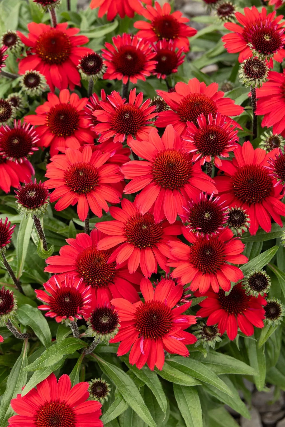 G5378 Echinacea X Pur  'hot Papaya' - View 17 from www redcrocus com