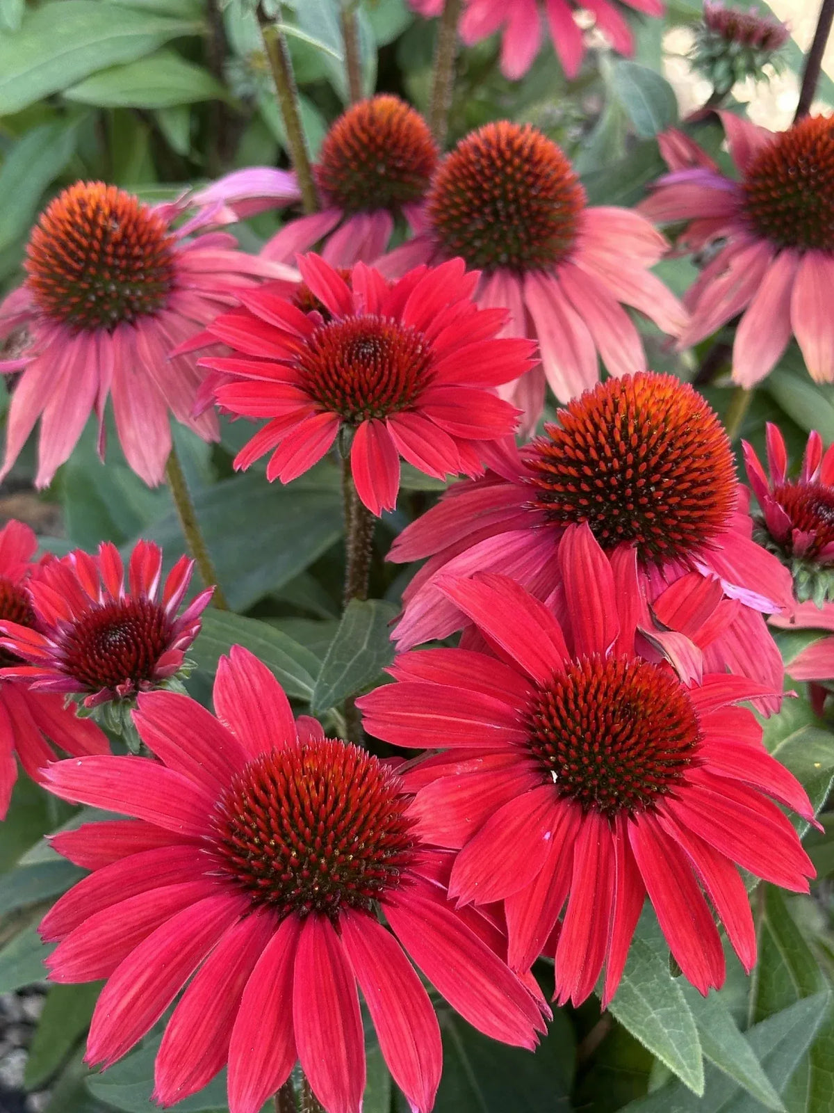 G5378 Echinacea X Pur  'hot Papaya' - View 18 from www redcrocus com