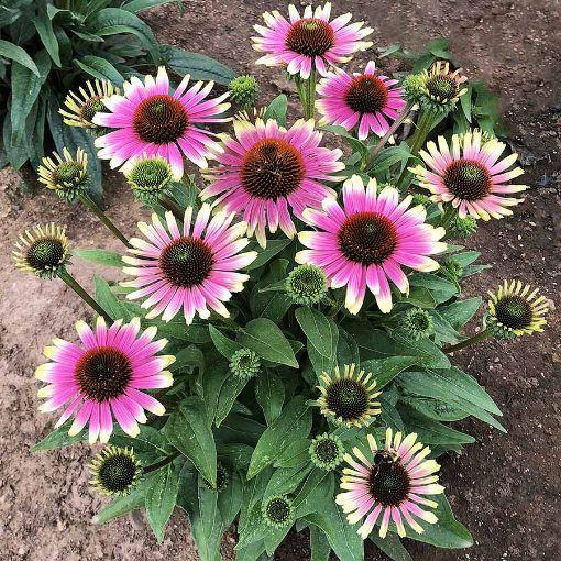 G5378 Echinacea X Pur  'hot Papaya' - View 20 from www redcrocus com