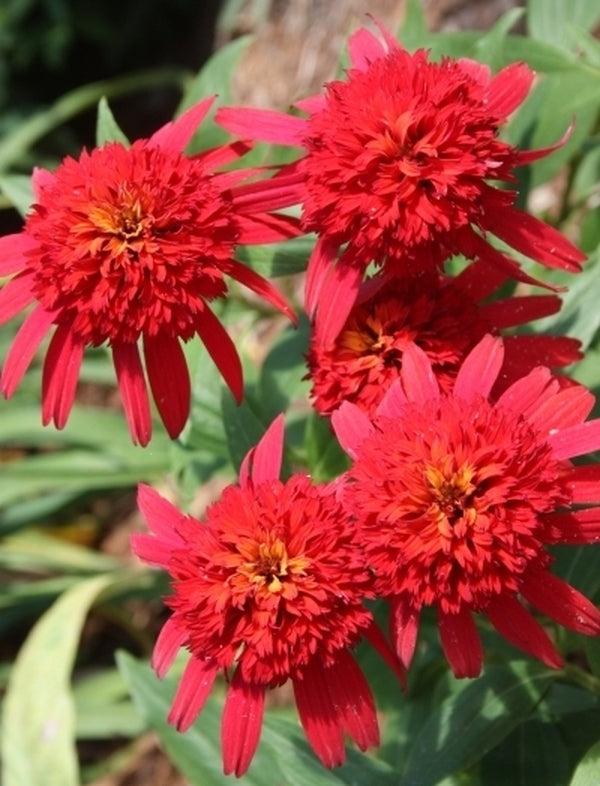 G5378 Echinacea X Pur  'hot Papaya' - View 21 from www redcrocus com