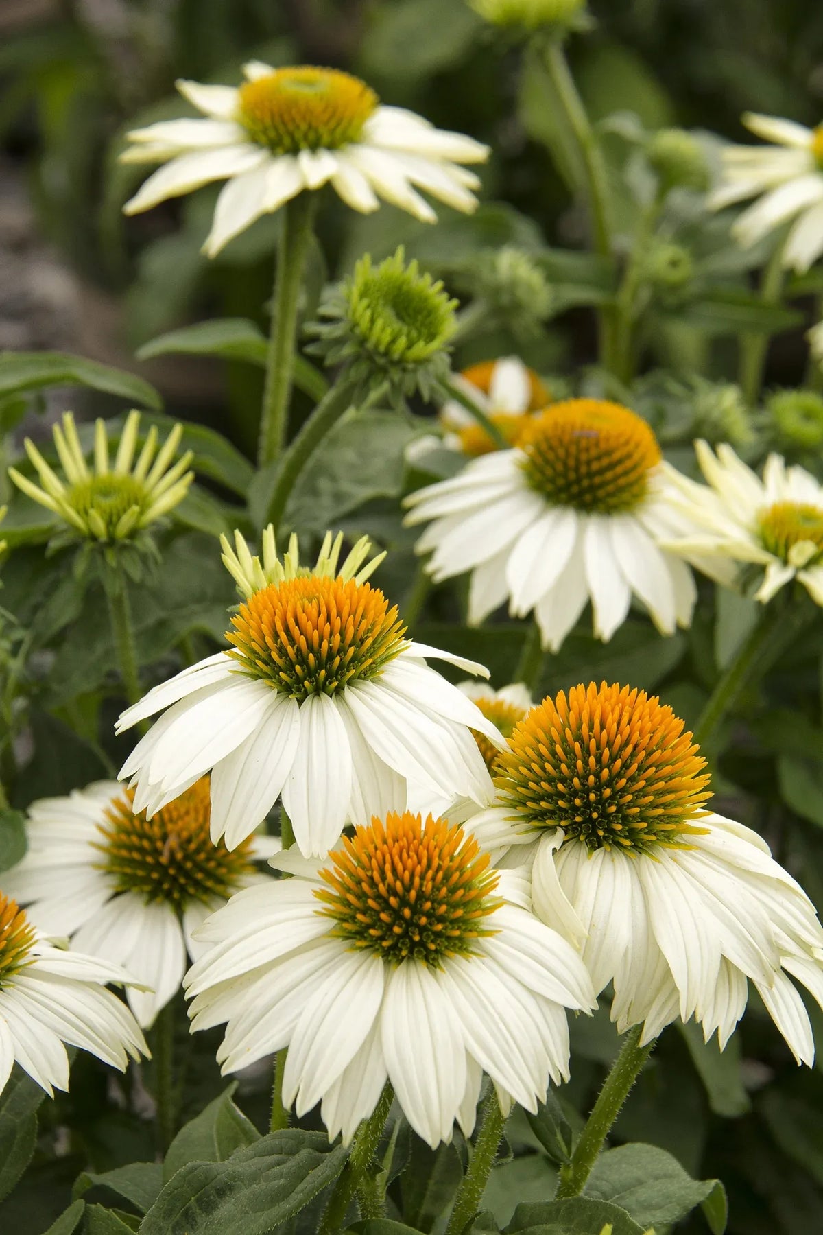 G5378 Echinacea X Pur  'hot Papaya' - View 22 from www redcrocus com
