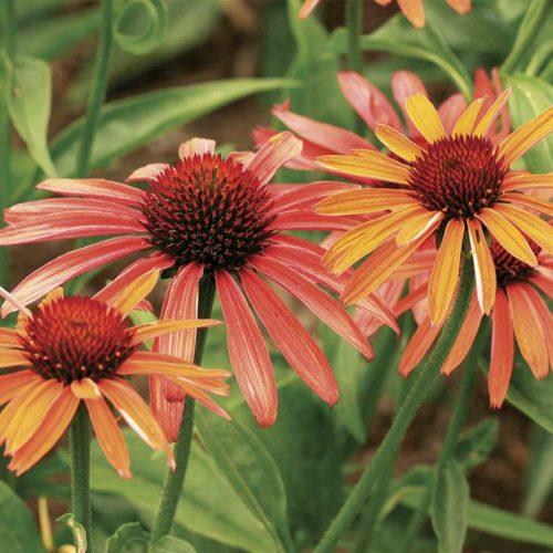 G5378 Echinacea X Pur  'hot Papaya' - View 23 from www redcrocus com