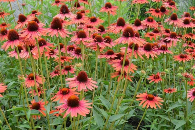 G5378 Echinacea X Pur  'hot Papaya' - View 24 from www redcrocus com